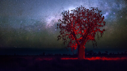 Fototapeta na wymiar Milkyway Boab tree in Kimberley region of Western Australia.