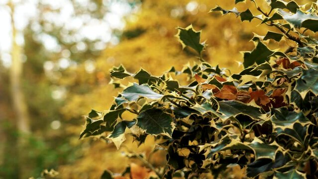 Autumn foliage color of variegated holly shrub closeup