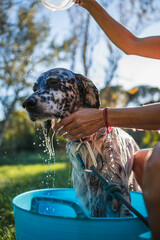 Close-up of an English setter being given a bath in the garden. Pet care concept.