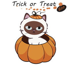 Halloween cat fancy dress costume. Cat dressed as a pumpkin. Halloween pets. Trick or treat. Boo. Cartoon spooky baby character. Scary print for design. Vector illustration on white background.