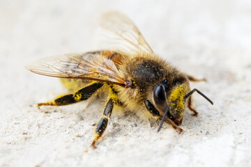 Abeille avec du pollen