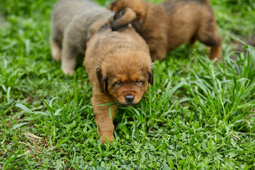 Little puppys Newfoundland, running around, playing in the summer park on green grass outdoor..