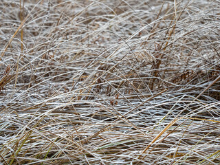 Dry grass covered with fresh snow