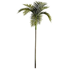 Areca Catechu Tree, Palm species - Front View