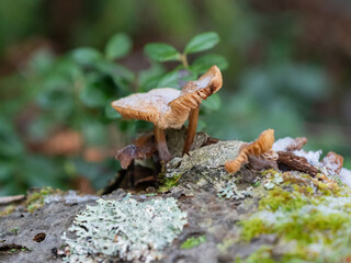 Mushrooms in hoarfrost and covered with first snow on a frosty autumn day in the forest in November in the Republic of Karelia, northwest of Russia