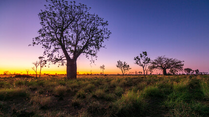 Boab tree sunset western Australia
