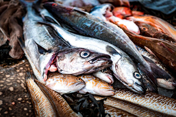 Poissons sur l'étal du poissonnier