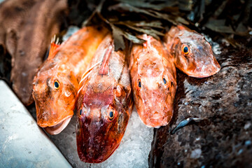 Poissons sur l'&eacute;tal du poissonnier