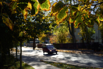 AUTUMN IN CITY - Colorful leaves of trees in the sunshine in the street
