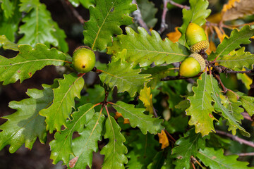 Obraz premium Quercus pyrenaica. Melojo Oak. Branch with leaves and acorns in autumn.