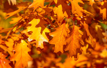 orange oak autumn leaves on branch. oak autumn leaves. autumn season with oak leaves
