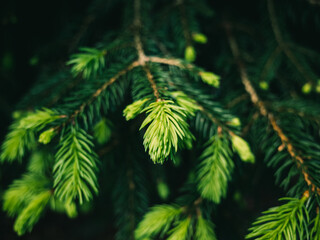 close up of spruce foliage