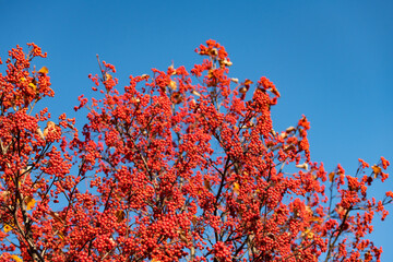 red autumn rowanberry branch. autumn rowanberry. autumn season with rowanberry on sky background.