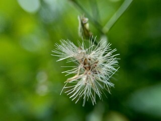 Cyanthillium cinereum (little ironweed, poovamkurunnila, monara kudumbiya, sawi langit) flower. Cyanthillium cinereum has been used to quit smoking and relieve the common cold