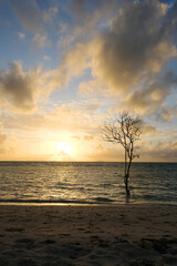 Beautiful lone tree at Dhiffushi beach, with beautiful sunset, Maldives.