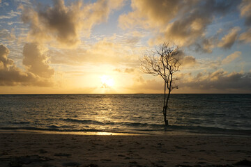 Beautiful lone tree at Dhiffushi beach, with beautiful sunset, Maldives.