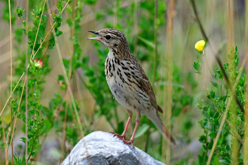 Baumpieper // Tree Pipit (Anthus trivialis)