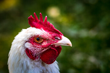 Tête de poulet, coq © Concept Photo Studio