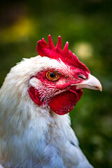 Tête de poulet, coq