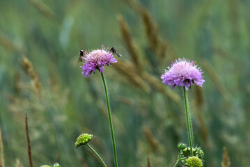 Bzyg brzęk (Syrphidae) na kwiatachna kwiatach świerzbnicy polnej (Knautia arvensis)– rodzina owadów z rzędu muchówek z wyglądu podobnych często do os lub pszczół (mimikra)  - obrazy, fototapety, plakaty
