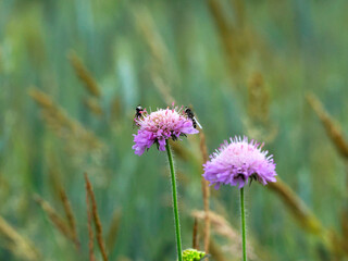 Bzyg brzęk (Syrphidae) na kwiatachna kwiatach świerzbnicy polnej (Knautia arvensis)– rodzina owadów z rzędu muchówek z wyglądu podobnych często do os lub pszczół (mimikra) 