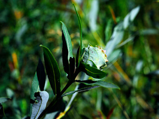 Larwy  tego owada Wierzbinowca rozetek (Rhabdophaga rosaria) żerują na szczytowej części pędów wierzby powodując uwstecznienie się i deformację liści , tworząc wyrośle w kształcie kwiatu róży © JDziedzic