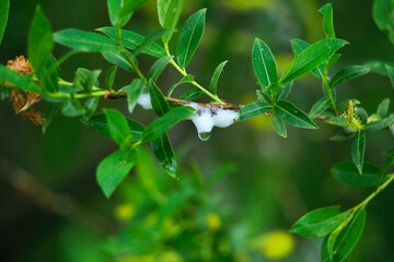 Pienik wierzbowy (Aphrophora salicina) – gatunek pluskwiaka jego larwy żyją na wierzbie i topoli w pienistej wydzielinie  © JDziedzic