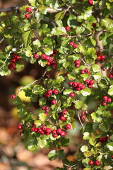 Midland hawthorn beautiful red fruits in autumn in a shrub