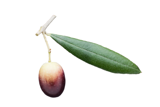 An olive with branch and leaf