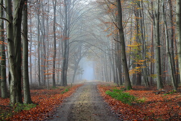 Autumn misty forest road. November. Poland