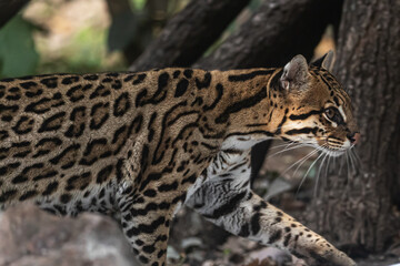 Ocelot Walking by fallen tree trunks