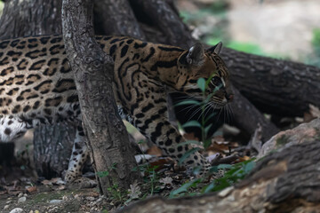 Ocelot Walking by fallen tree trunks