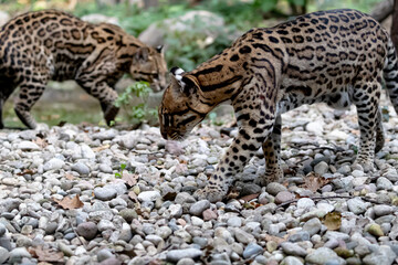two ocelots