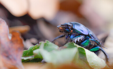 Close-up of a dung beetle