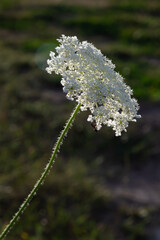 Daucus carota inflorescence, showing umbellets. White small flowers on garden. Blooming vegetables...