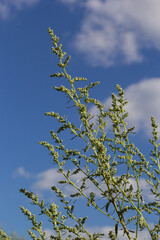 Artemisia absinthium is a perennial plant of the aster family. Medicinal, food, phytoncide, essential oil, dye, tannin-bearing and insecticidal culture. One of the most bitter plants in the world