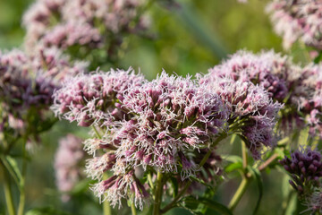 Obraz premium Eupatorium blossoming in a summer garden. Eupatorium cannabinum Local names davnik, hemp dog, dog hemp, etc. is a perennial herbaceous plant of the Asteraceae family