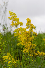 Obraz premium Galium verum is a perennial herbaceous plant from the genus of the nightshade family. Medicinal plant