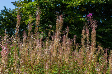 Fototapeta premium Wither flowers Fireweed in the woods with unusual shapes. Autumn wonders of wild nature beauty