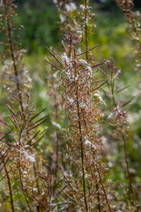 Close up of a dried white seed head of fireweed or great willowherb or rosebay willowherb Chamaenerion angustifolium aginst a blurred golden brown background