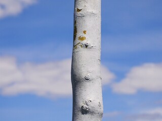 Partial view of a trunk of a birch, Betula. The bark is particularly conspicuous, its color is white, it is initially smooth, often paper-like pieces come off. A nice contrast to the cloudy sky