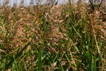 Phragmites australis is a herbaceous perennial bluish-green plant of the grass family, with a long creeping rhizome