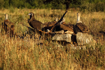 The red kite (Milvus milvus) collects food among a flock of vultures. Typical behavior of kites.