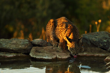 The Iberian lynx (Lynx pardinus), young lynx at the watering hole in yellow grass. Young Iberian lynx drinking from a pond and looking into the lens. Lynx view.
