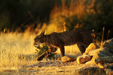 The Iberian lynx (Lynx pardinus), young lynx at the watering hole in yellow grass. Young lynx in the setting sun in the autumn landscape.