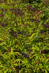 Sambucus ebulus is a poisonous perennial herb. It can also be used as a medicinal plant