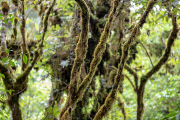 Fototapeta premium Moss and ferns covered the branches of trees.