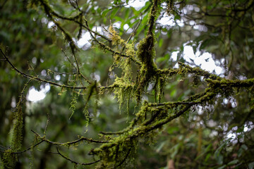 Moss and ferns covered the branches of trees.