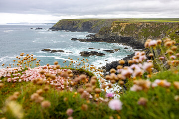 UK, England, Coastal cliffs with blooming wildflowers in foreground