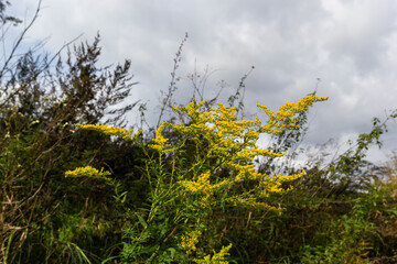 Yellow panicles of Solidago flowers in August. Solidago canadensis, known as Canada goldenrod or...